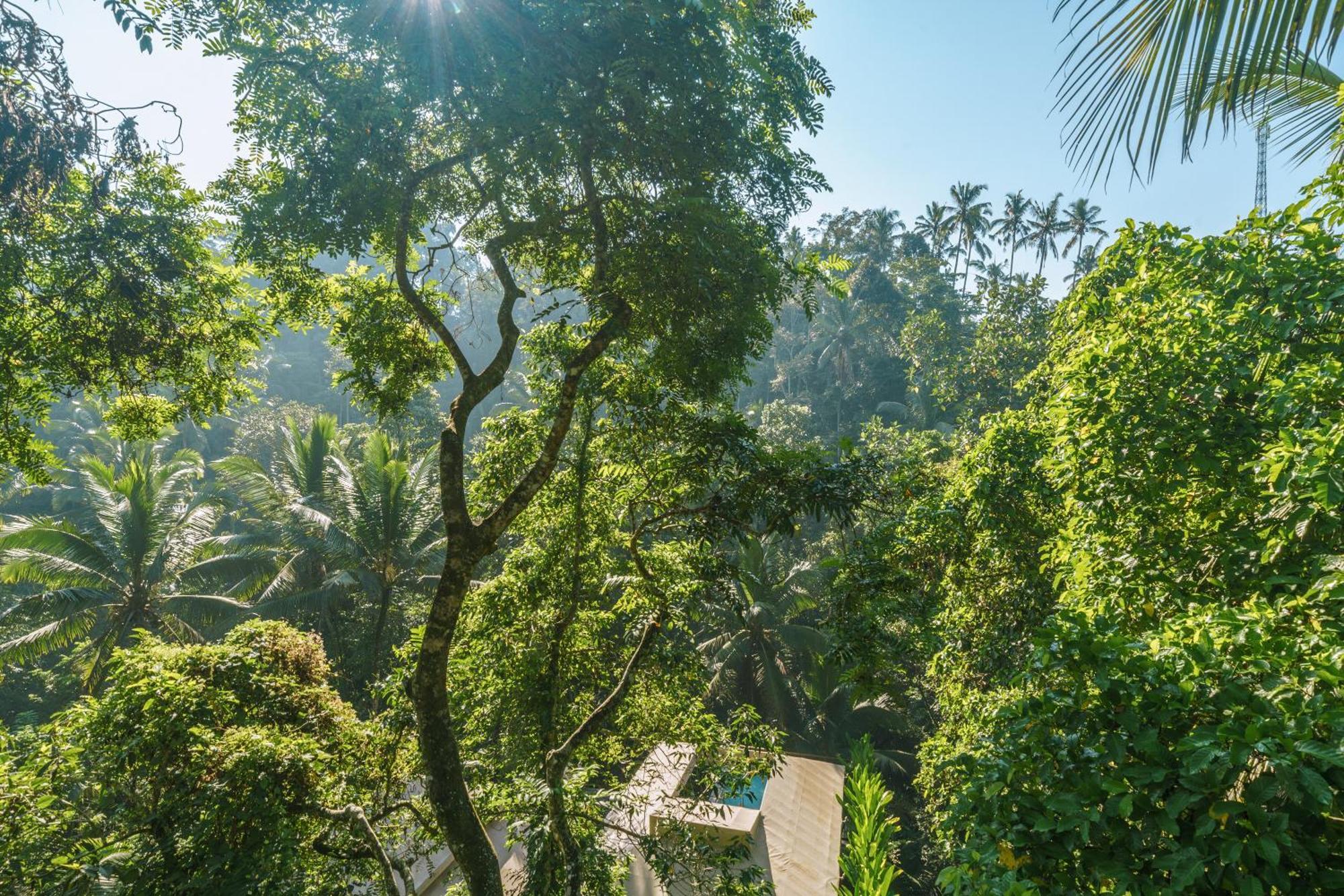 Kanva Ubud Tegallalang  Δωμάτιο φωτογραφία